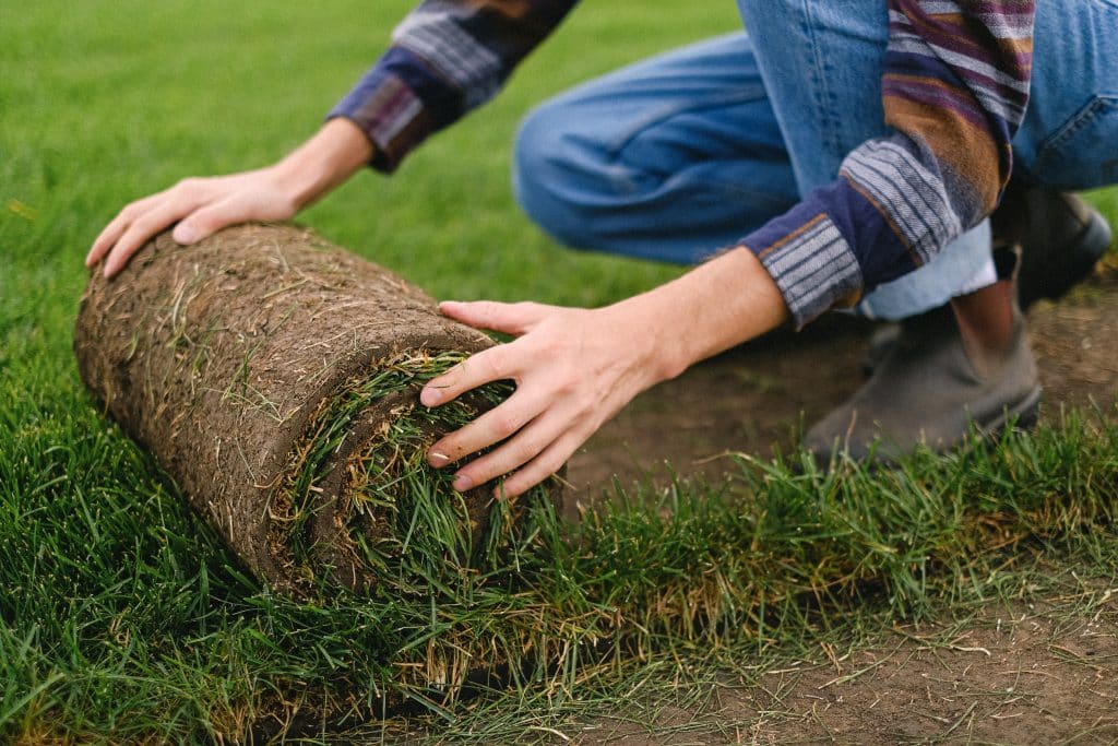 Picture of sod being installed by a professional.