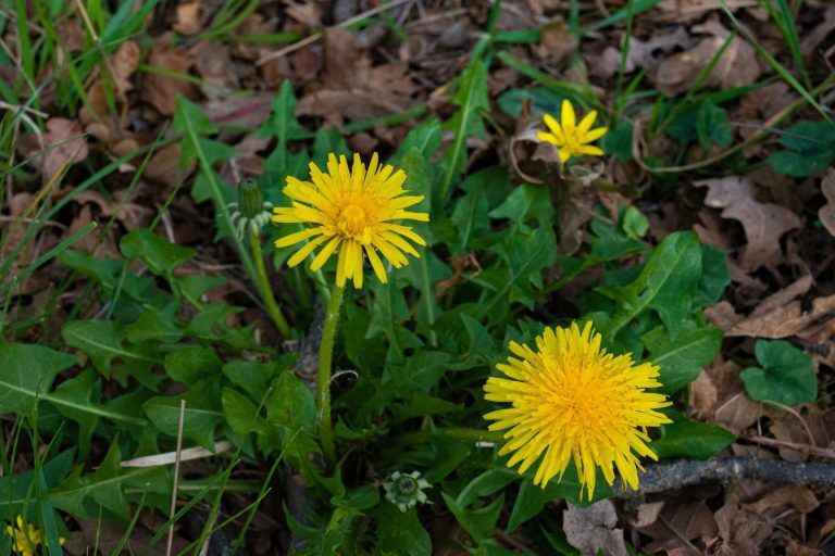 Common Weeds and How to Safely Eliminate Them